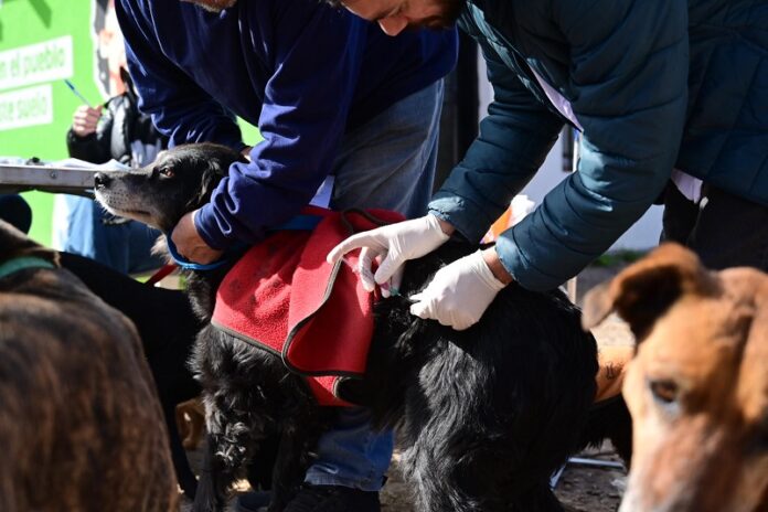 Castración y vacunación gratuita para mascotas en Bahía Blanca: ¡No te pierdas los detalles para la próxima semana!