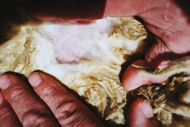 Detección temprana y control eficaz de la sarna ovina: claves brindadas por expertos del INTA y el Senasa.