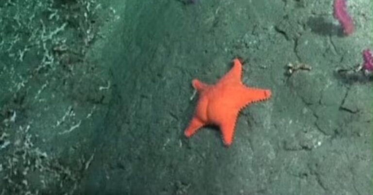 Estados Unidos y Francia se burlan de la guerra de los libertarios con la estrella de mar culona.