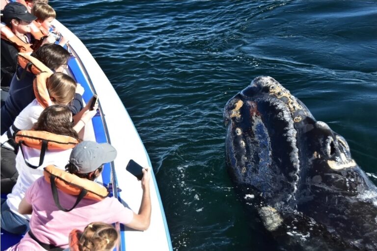Histórico avistaje: 2.110 ballenas en Península Valdés sorprenden a investigadores.