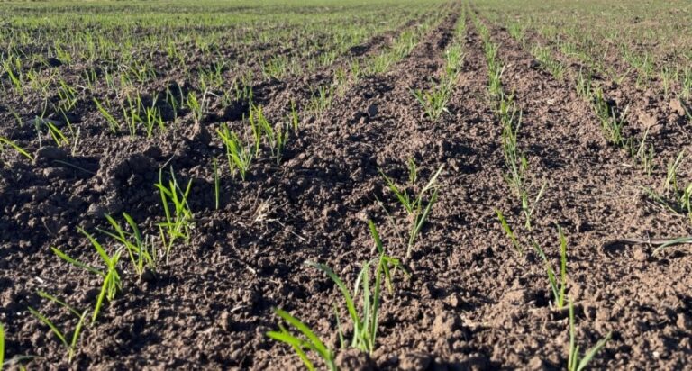 Informe agrícola: Sequía y excesos hídricos impactan negativamente en siembra de cereales de invierno en Bahía Blanca y región.