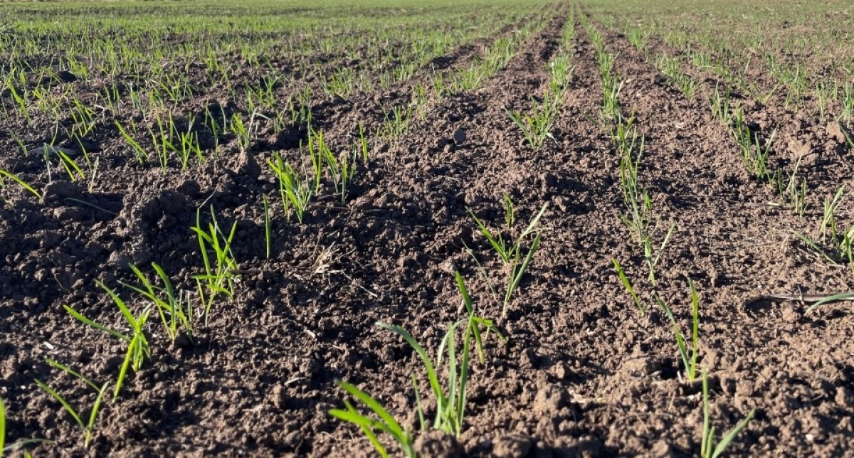 Informe: Sequía y excesos hídricos impactan negativamente en la siembra de cereales en Bahía Blanca y la región.