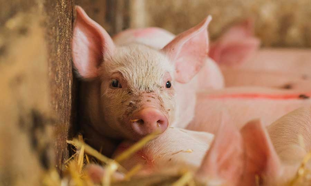 Jornada sobre financiamiento y programas para producción porcina en Casbas: ¡imperdible evento para productores e interesados!