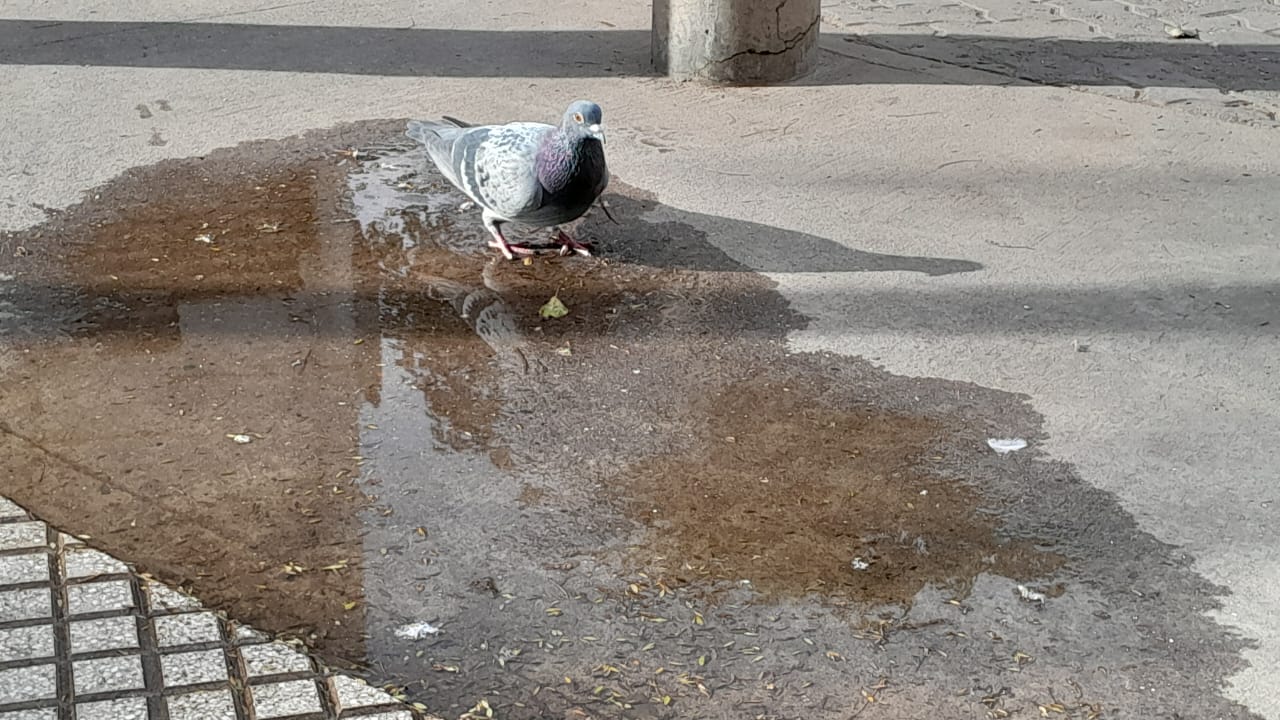 Reunión clave para abordar el problema de las palomas en Bahía Blanca: comerciantes, municipio y Conicet analizan soluciones.