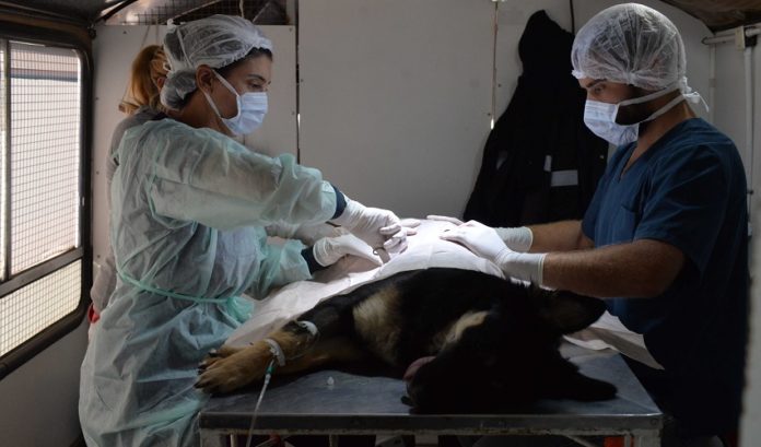 Servicios de veterinaria y zoonosis disponibles del 11 al 14 de agosto en el sudoeste bonaerense.