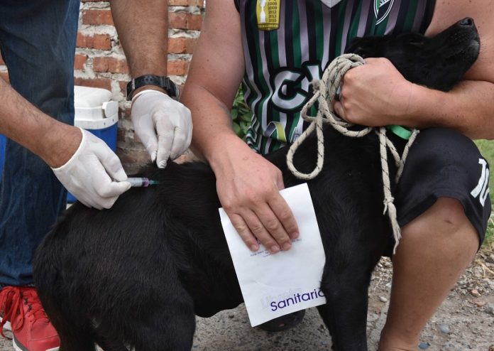 ¡Vacunación antirrábica para perros y gatos en Bahía Blanca!