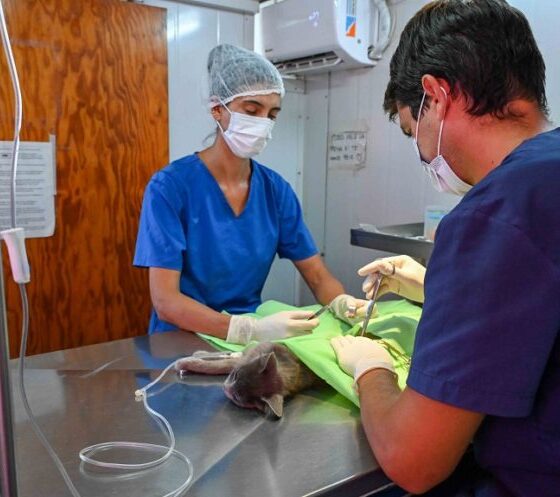 Atención veterinaria en Villa Serra: vacunación antirrábica y castración para perros y gatos. ¡Informate aquí!