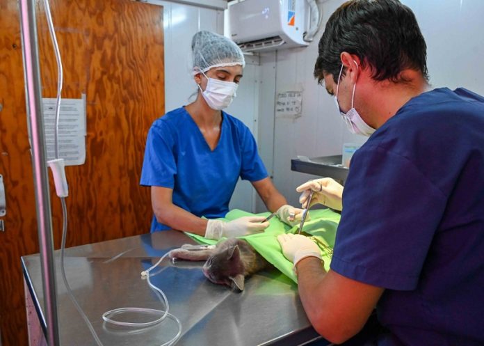 Atención veterinaria en Villa Serra: vacunación antirrábica y castración para perros y gatos. ¡Informate aquí!