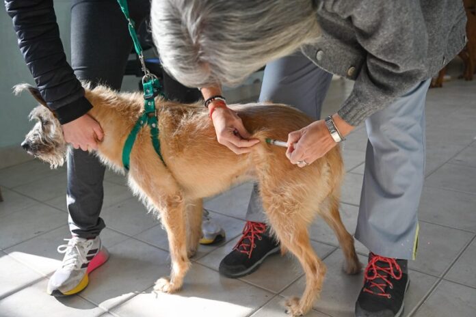 Atención veterinaria gratuita y vacunación: del 1 al 5 de septiembre, todos los detalles aquí.