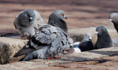 CCIS respalda plan municipal contra sobrepoblación de palomas en Bahía Blanca.