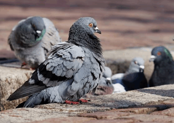 CCIS respalda plan municipal contra sobrepoblación de palomas en Bahía Blanca.