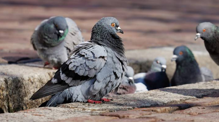 CCIS respalda plan municipal contra sobrepoblación de palomas en Bahía Blanca.