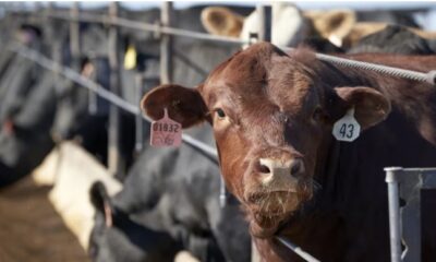 El Gobierno extiende retenciones cero para carne hasta fin de octubre