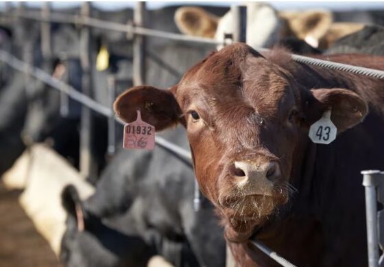 El Gobierno extiende retenciones cero para carne hasta fin de octubre