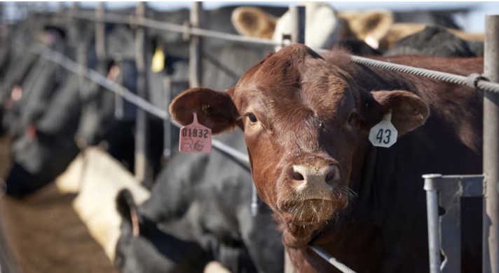 El Gobierno extiende retenciones cero para carne hasta fin de octubre