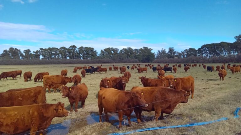 Impulso de CORFO en mejora genética del Valle Bonaerense del Río Colorado: éxito en inseminación artificial y preñez.