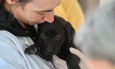 Atención veterinaria gratuita: días, horarios y lugares para la próxima semana.