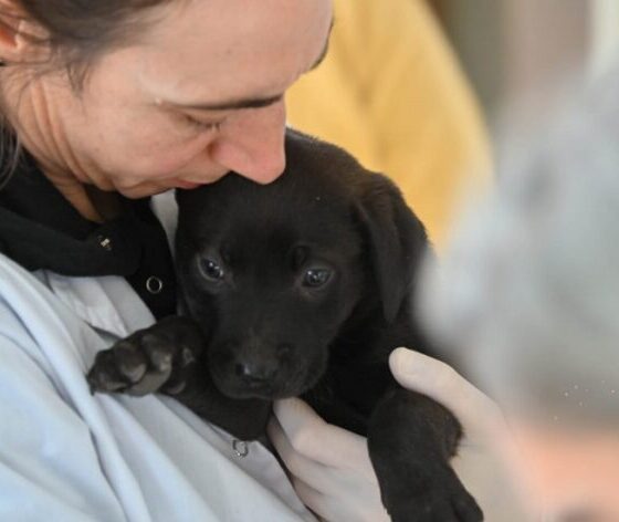 Atención veterinaria gratuita: días, horarios y lugares para la próxima semana.