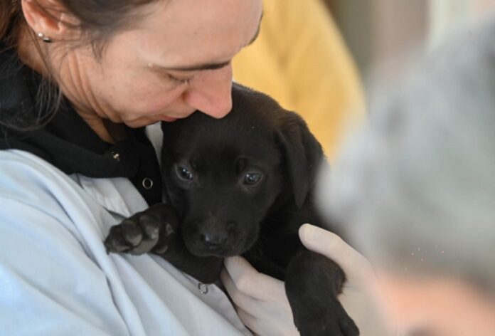 Atención veterinaria gratuita: días, horarios y lugares para la próxima semana.