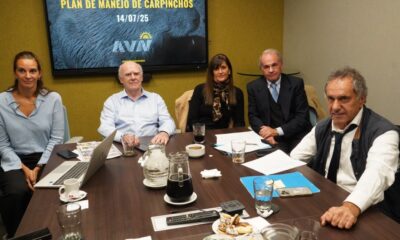 Derrota de Scioli: Juez prohíbe castrar a los carpinchos en Nordelta