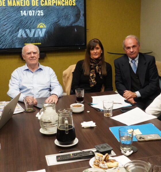 Derrota de Scioli: Juez prohíbe castrar a los carpinchos en Nordelta