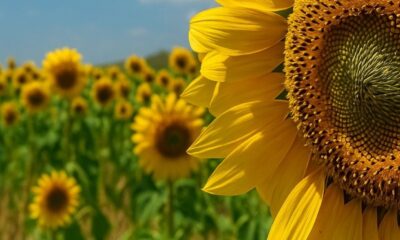 Campaña Gruesa 2025 26 El Girasol se dispara 6 en intención de siembra