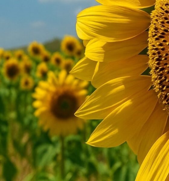Campaña Gruesa 2025 26 El Girasol se dispara 6 en intención de siembra