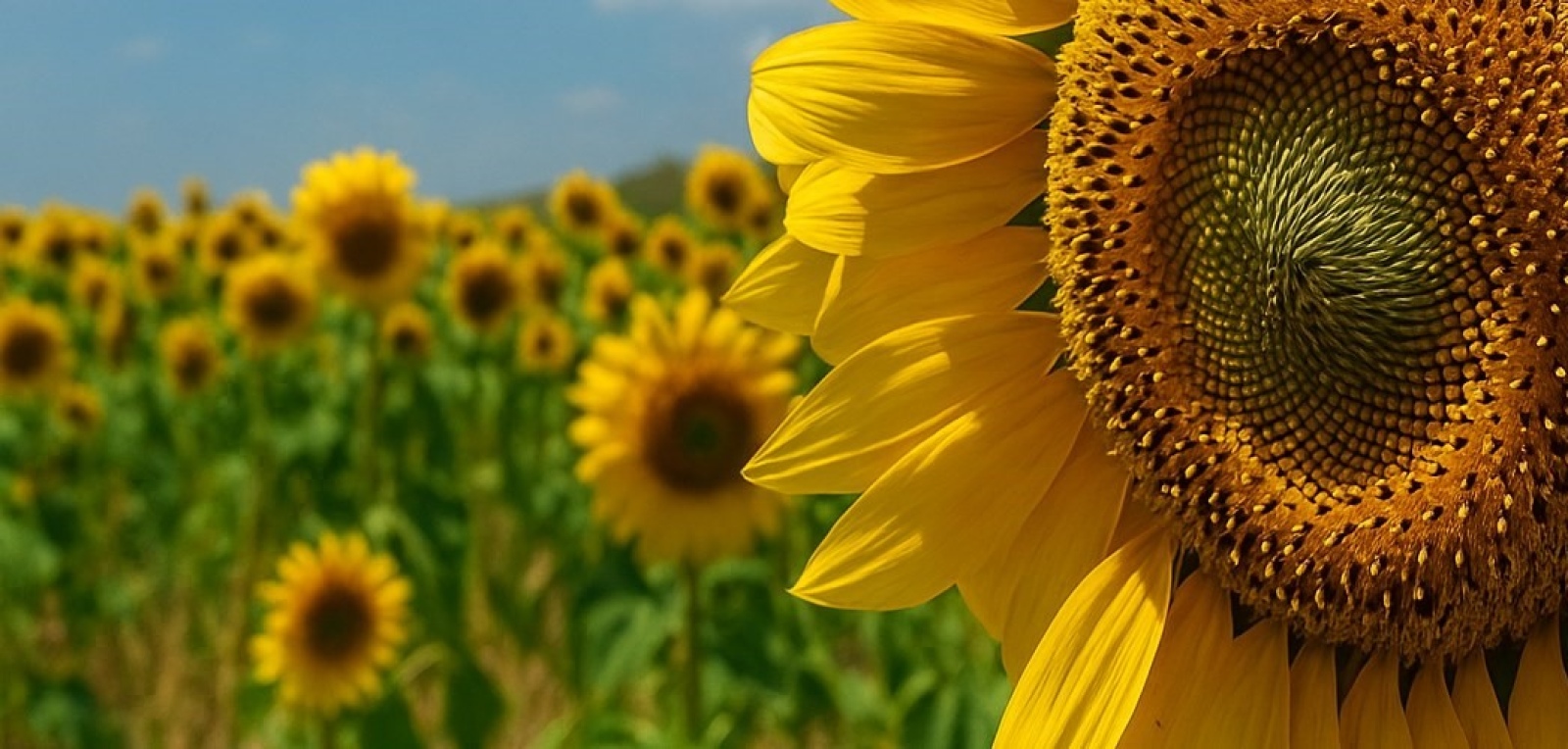 Campaña Gruesa 2025 26 El Girasol se dispara 6 en intención de siembra