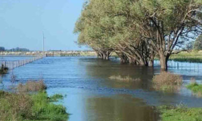 Impacto de las lluvias en el sur y sudoeste bonaerense sobre la agricultura