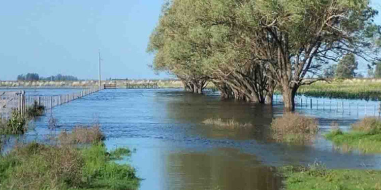 Impacto de las lluvias en el sur y sudoeste bonaerense sobre la agricultura
