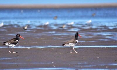 Especies que habitan la costa montermoseña y curiosidades sobre los ostreros