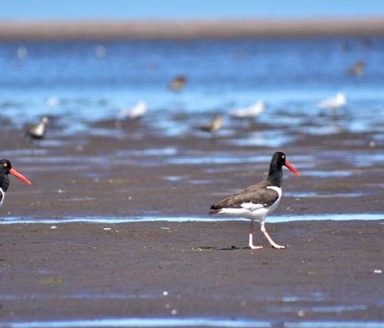 Especies que habitan la costa montermoseña y curiosidades sobre los ostreros