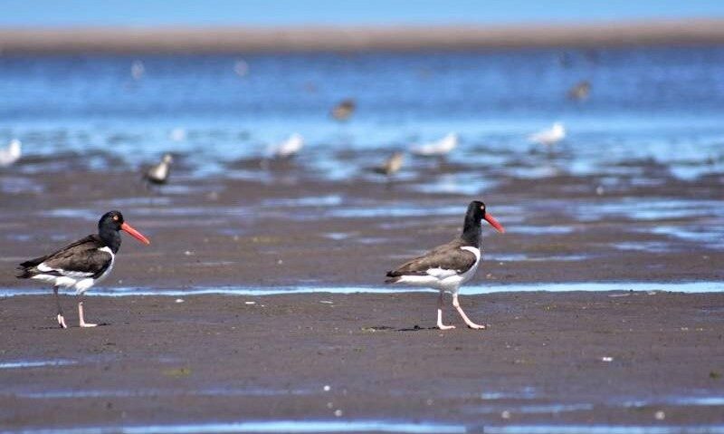 Especies que habitan la costa montermoseña y curiosidades sobre los ostreros