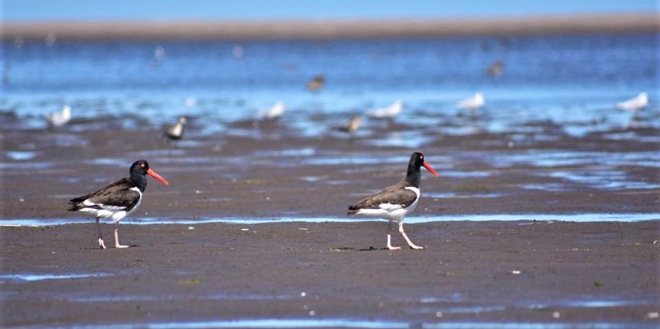 Especies que habitan la costa montermoseña y curiosidades sobre los ostreros