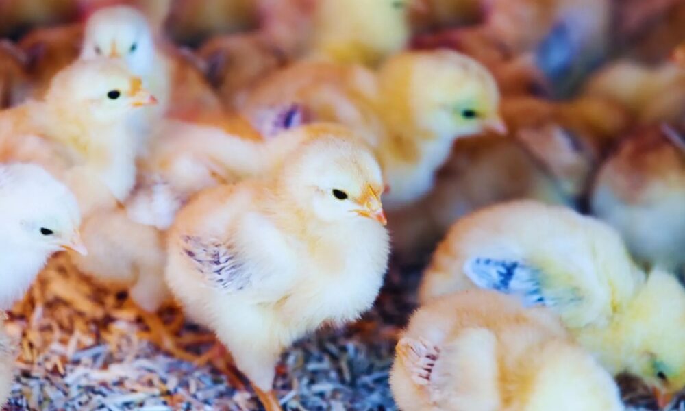 Nueva investigación: Microorganismos naturales revolucionan la producción de aves.