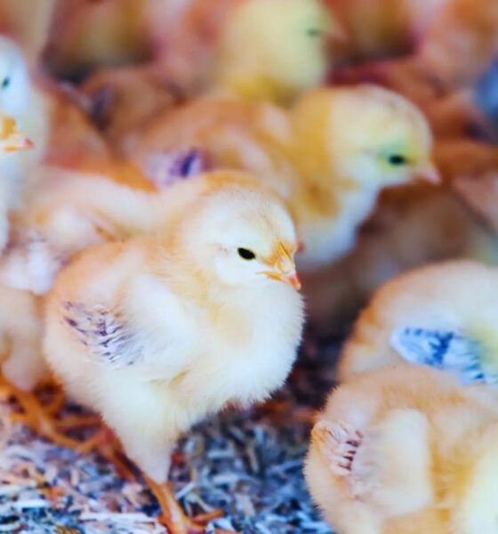 Nueva investigación: Microorganismos naturales revolucionan la producción de aves.