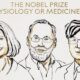 Premio Nobel 2025: Descubrimientos en Tolerancia Inmunitaria Revolucionan la Medicina