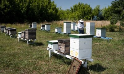 Vigilancia y protección en apiarios para prevenir la Loque Americana: pautas del Senasa.