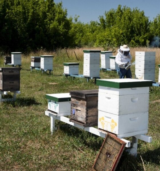 Vigilancia y protección en apiarios para prevenir la Loque Americana: pautas del Senasa.