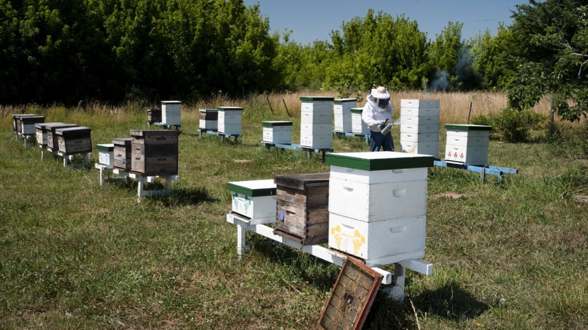 Vigilancia y protección en apiarios para prevenir la Loque Americana: pautas del Senasa.