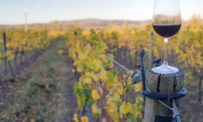 Hermanos Parra producen vino en Saldungaray cumpliendo el sueño de sus padres