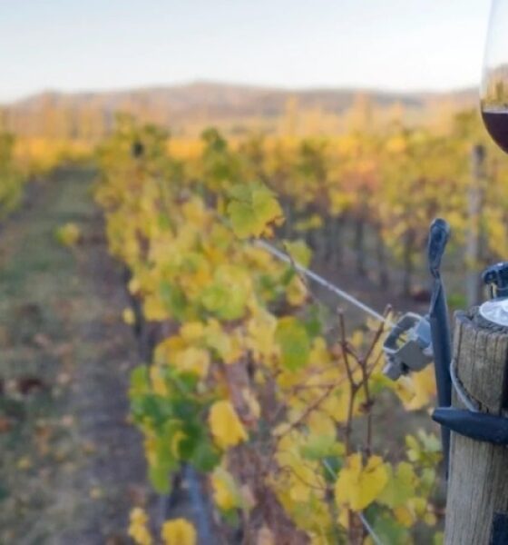 Hermanos Parra producen vino en Saldungaray cumpliendo el sueño de sus padres