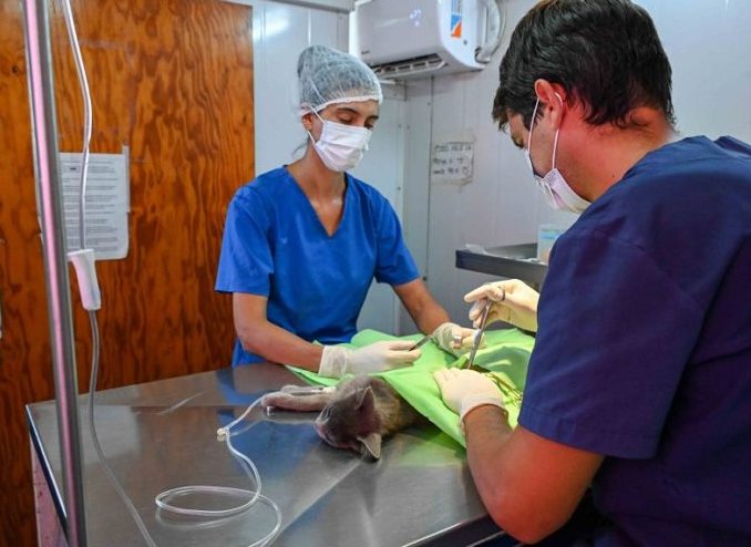 Atencion veterinaria y vacunacion para mascotas en Bahia Blanca