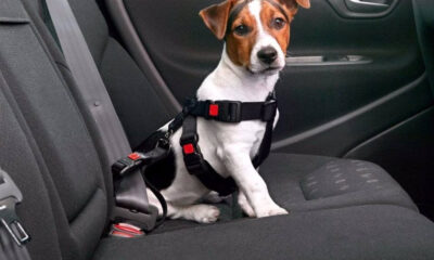 “Viajar con mascotas implica responsabilidad y cumplir con medidas de seguridad”