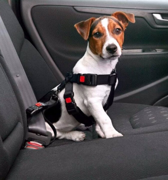 “Viajar con mascotas implica responsabilidad y cumplir con medidas de seguridad”