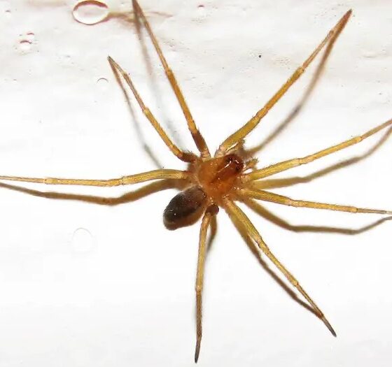 Arañas peligrosas:“La loxosceles es más común de lo que la gente piensa y vive dentro de las casas”