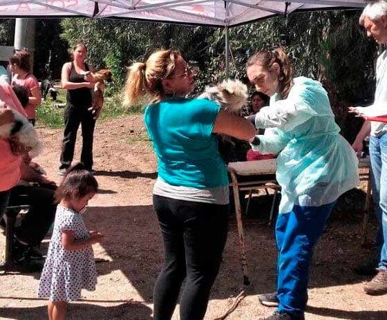 Realizacion de las dos ultimas jornadas de castracion gratuita de mascotas