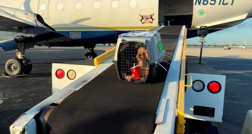 “Para viajar al exterior con mascotas hay que planificar entre 60 y 120 días antes”