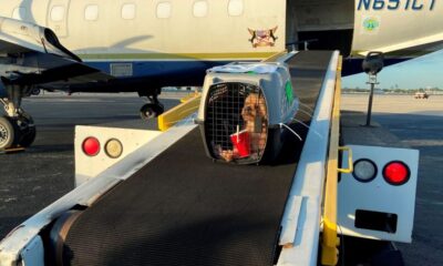 “Para viajar al exterior con mascotas hay que planificar entre 60 y 120 días antes”