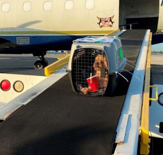 “Para viajar al exterior con mascotas hay que planificar entre 60 y 120 días antes”